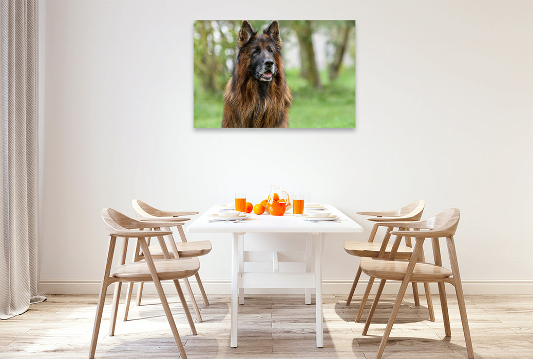 Premium textile canvas 10 year old long-haired German Shepherd 