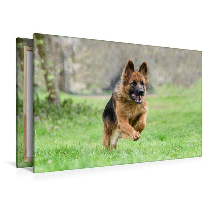 Premium textile canvas German Shepherd 