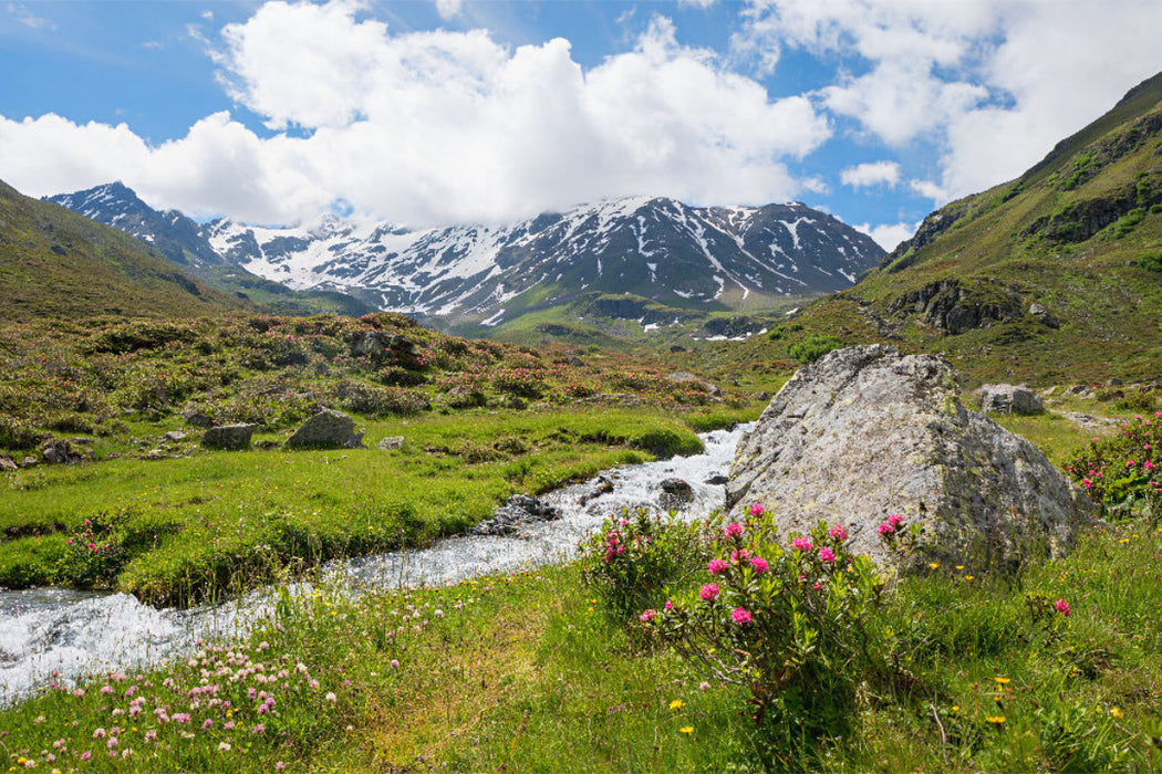 Premium Textil-Leinwand Blühende Alpenrosen am Dürrboden