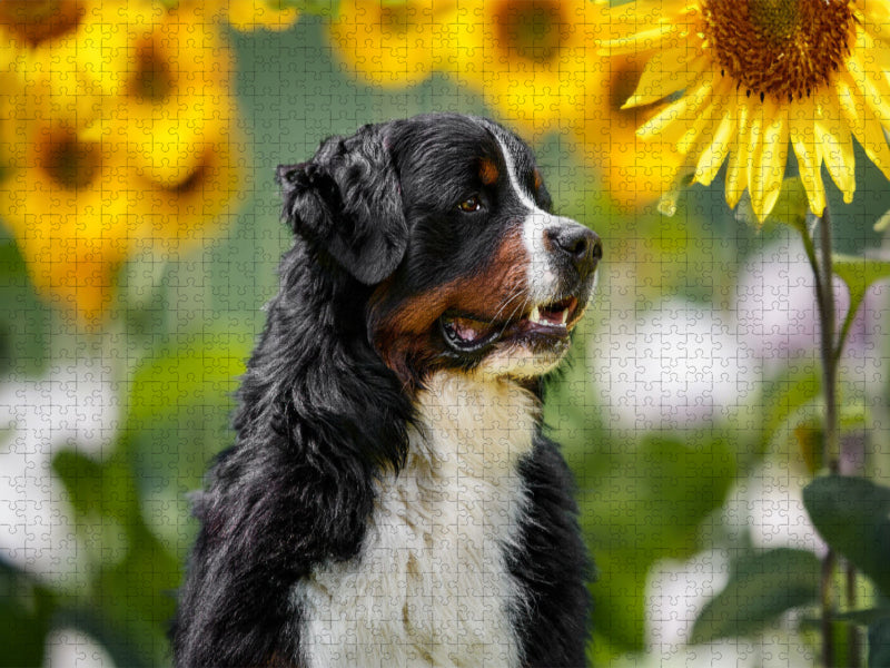 Sonnenblumenzeit - CALVENDO Foto-Puzzle'