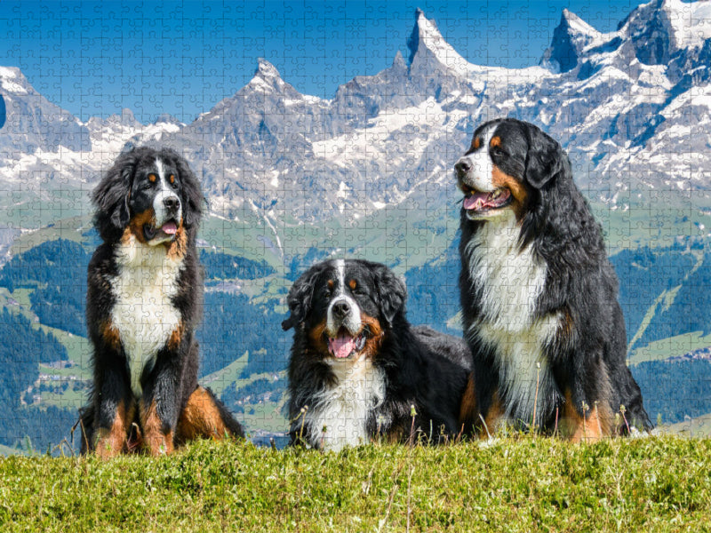 Berner Sennenhunde in der Schweiz - CALVENDO Foto-Puzzle'