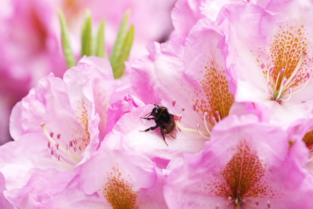 Premium Textil-Leinwand Hummel in Rhododendronblüte