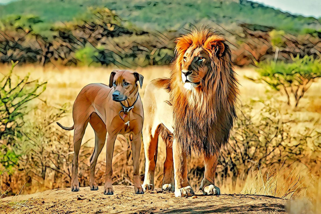 Premium Textil-Leinwand Rhodesian Ridgeback,Treffen mit dem König der Löwen