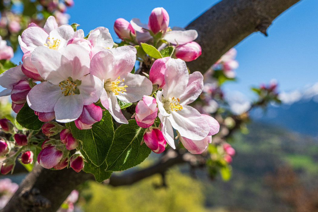 Premium Textil-Leinwand Apfelblüte in Südtirol