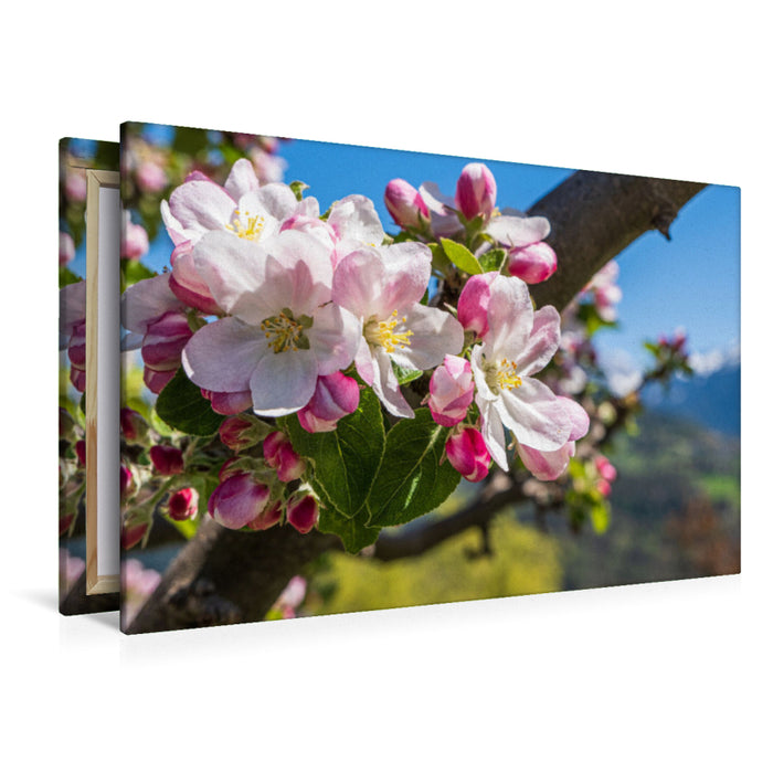 Premium Textil-Leinwand Apfelblüte in Südtirol