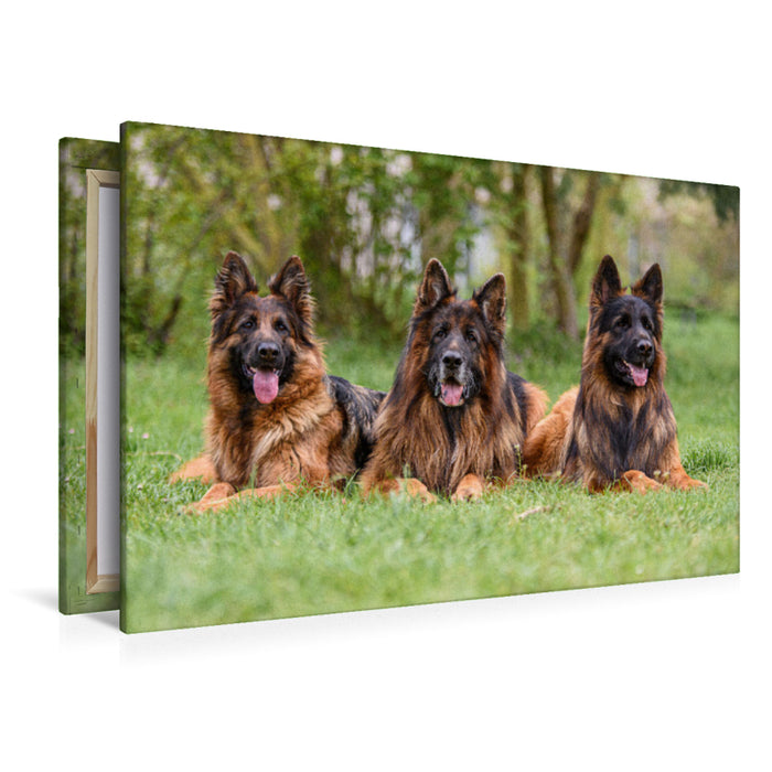 Premium Textil-Leinwand Langstockhaar - Schäferhunde Trio