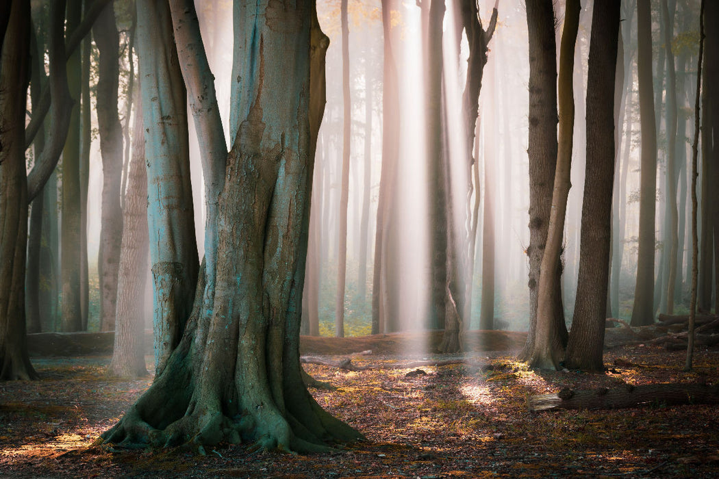Premium textile canvas ghost forest in Nienhagen 