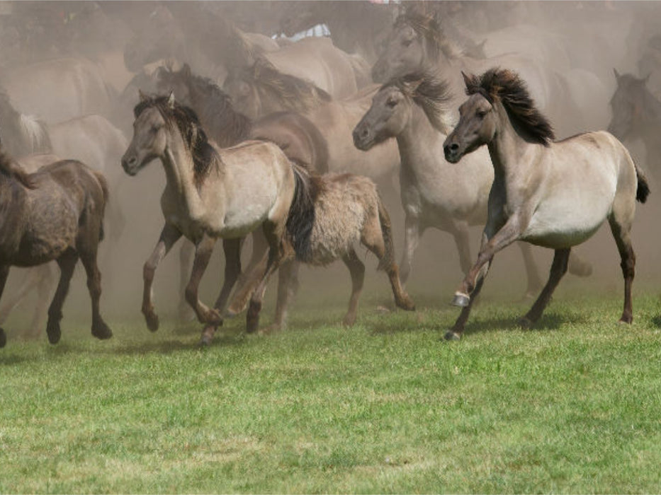 Wildpferde beim Einlauf in die Arena - CALVENDO Foto-Puzzle'