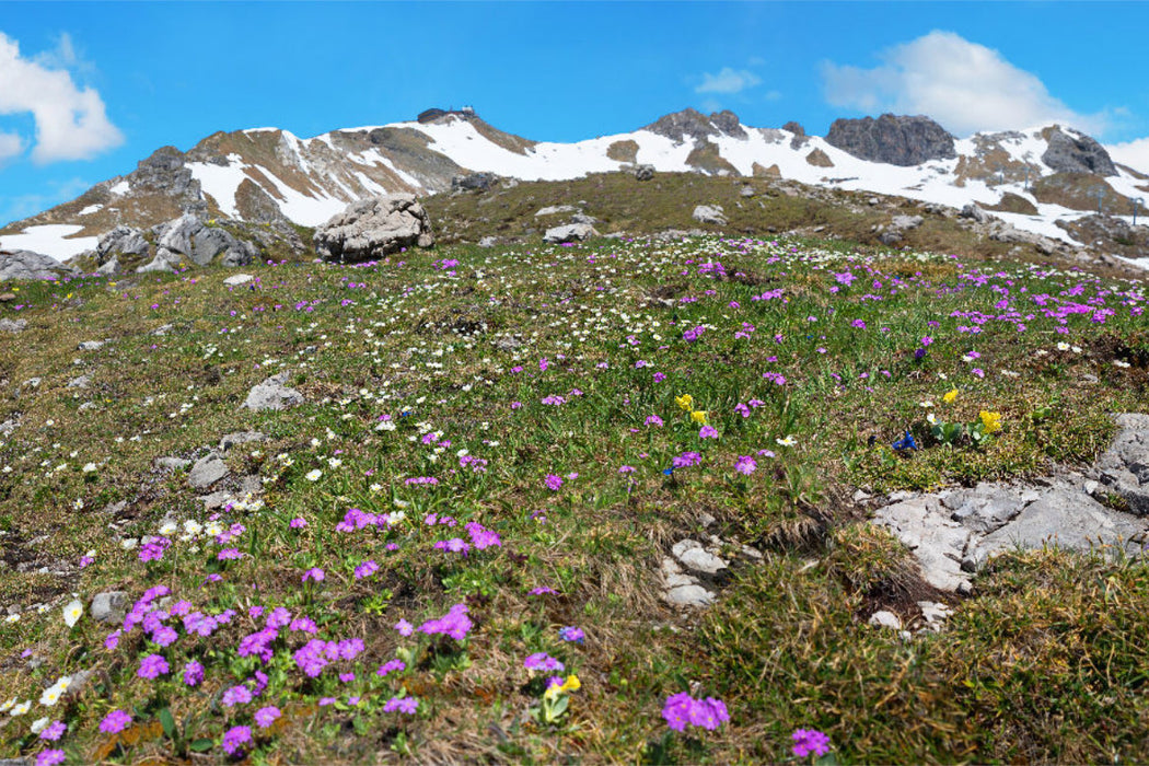 Premium Textil-Leinwand Alpenblumen am Nebelhorn