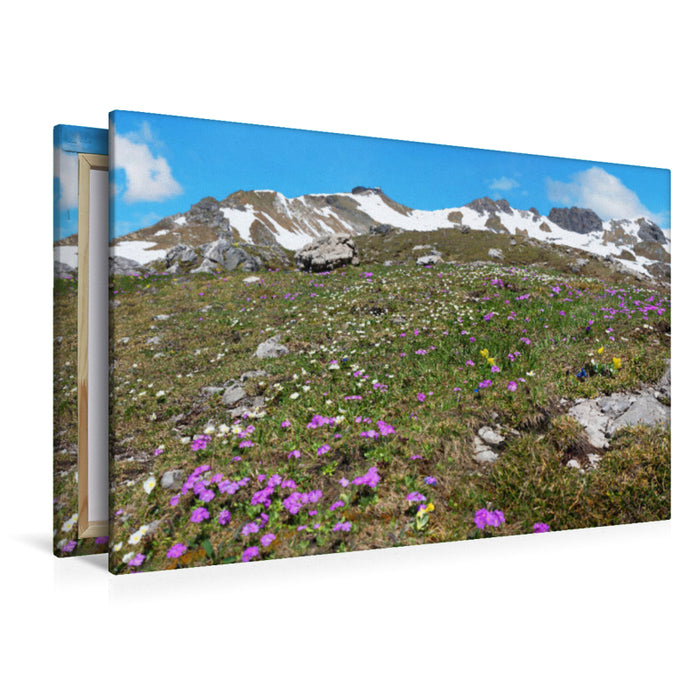 Premium Textil-Leinwand Alpenblumen am Nebelhorn