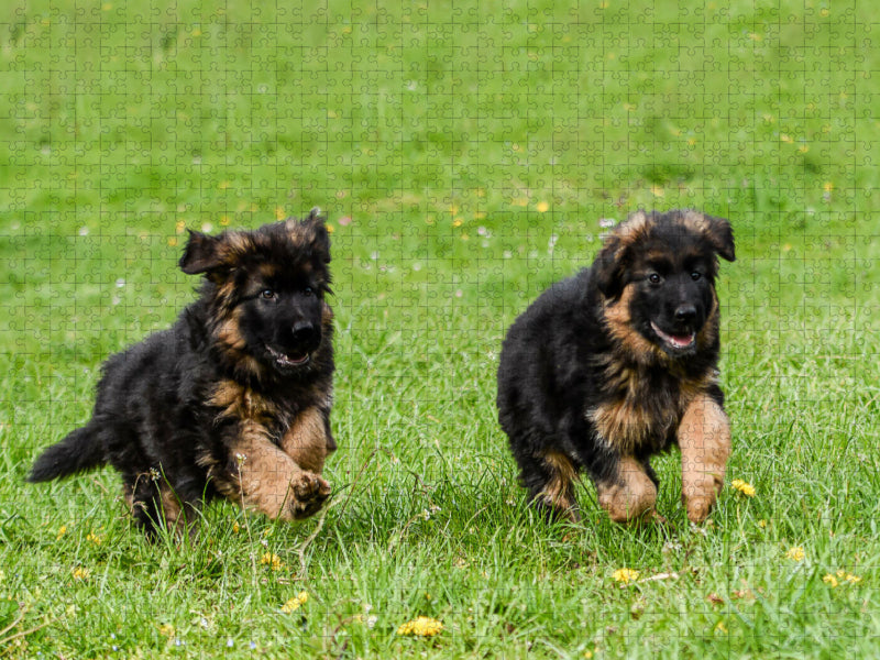 Lauf um die Wette - CALVENDO Foto-Puzzle'