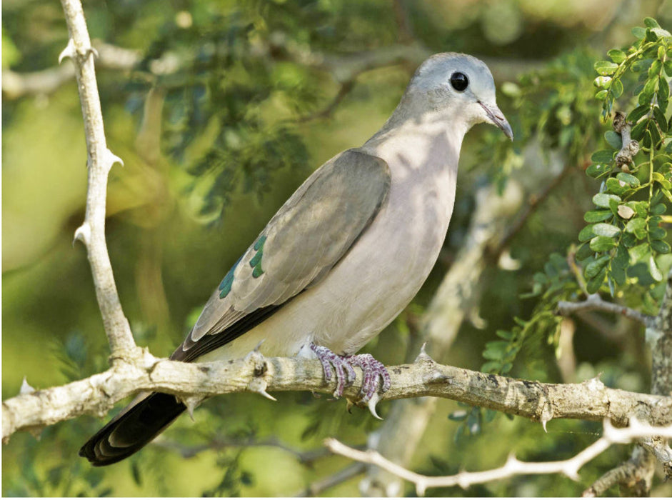 Pigeon tacheté de bronze dans le parc national Kruger - CALVENDO Photo Puzzle' 