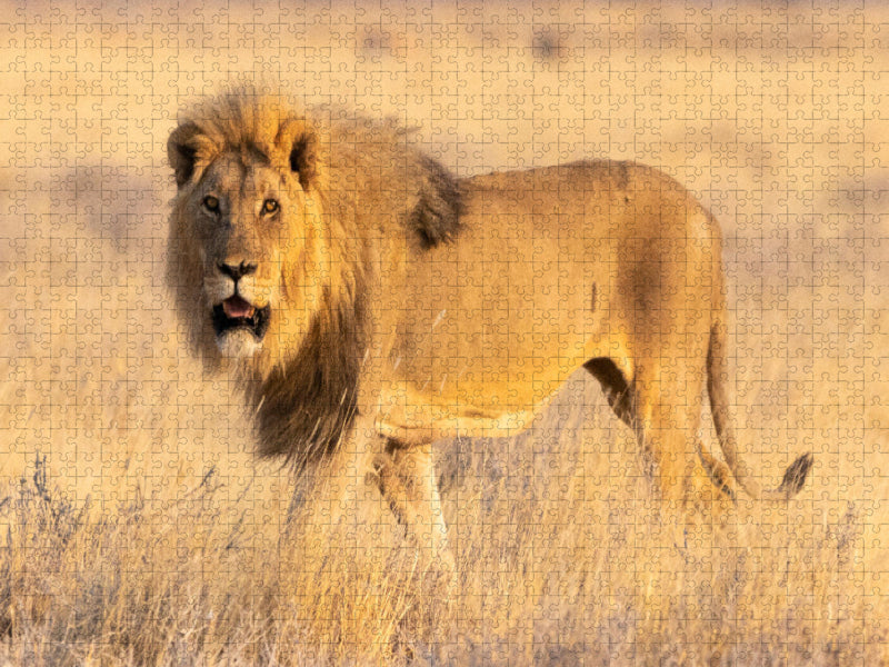 Lion mâle dans le parc national d'Etosha - Puzzle photo CALVENDO' 