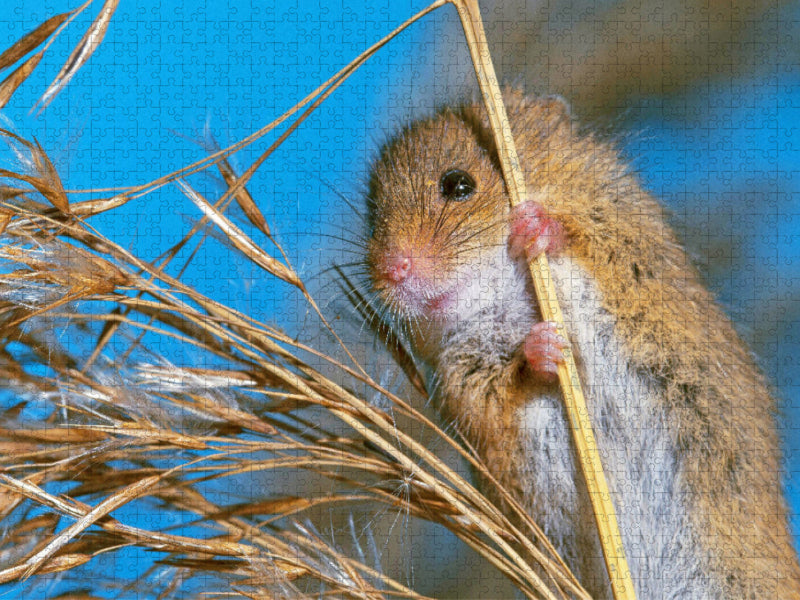 Curieuse souris des moissons sur une tige de plante - Puzzle photo CALVENDO' 