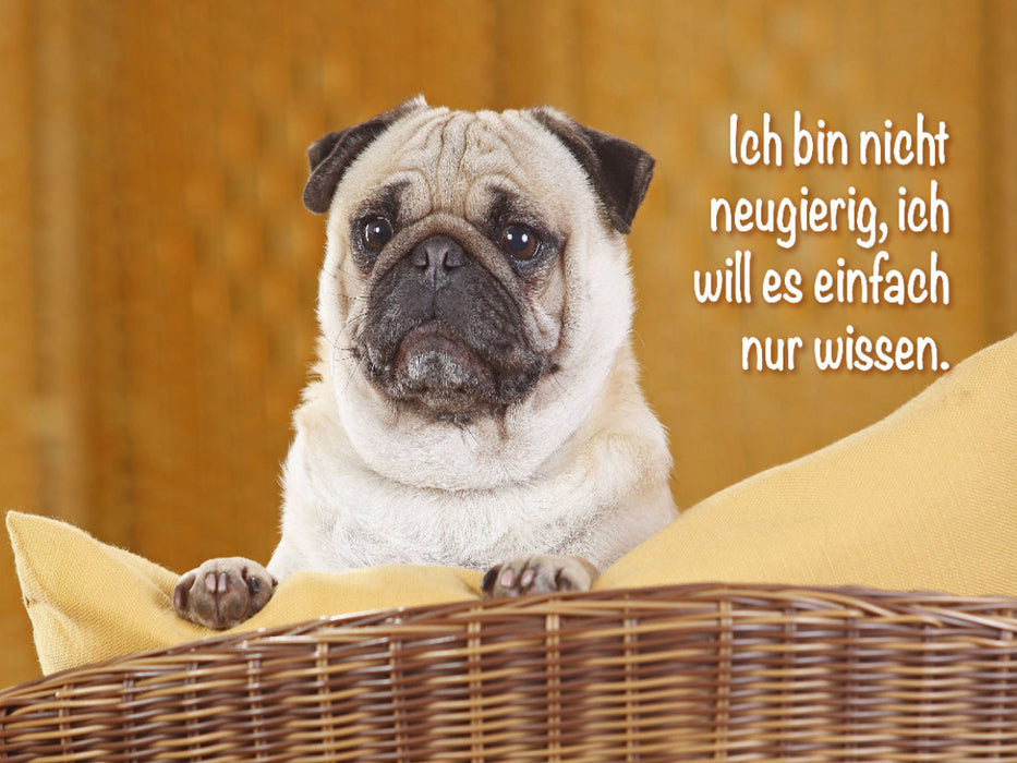 Mops schaut aufmerksam - CALVENDO Foto-Puzzle'