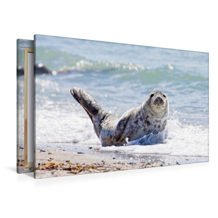Premium Textil-Leinwand Seehund in Wellen am Strand von Helgoland