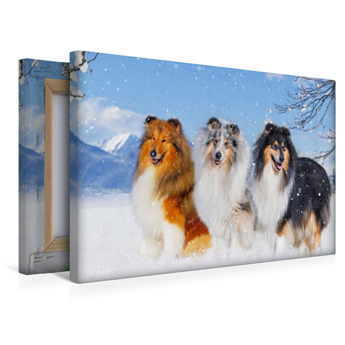 Premium Textil-Leinwand Drei Collie-Prachtrüden