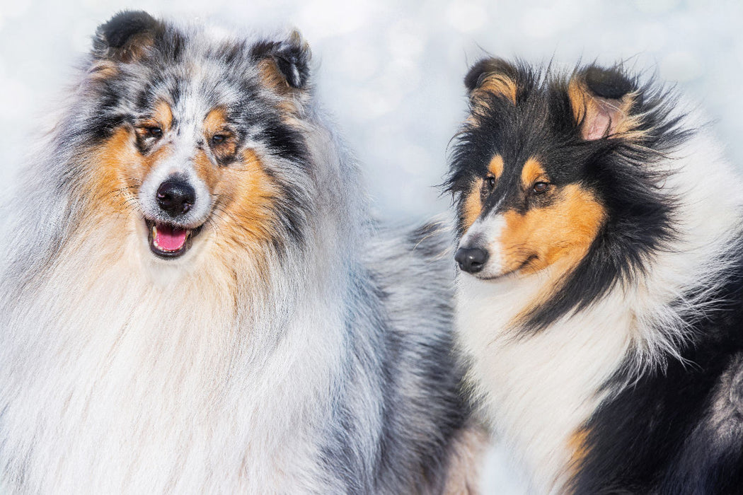 Premium Textil-Leinwand Collies - Rüde und Hündin