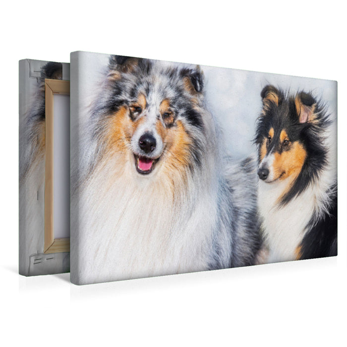 Premium Textil-Leinwand Collies - Rüde und Hündin