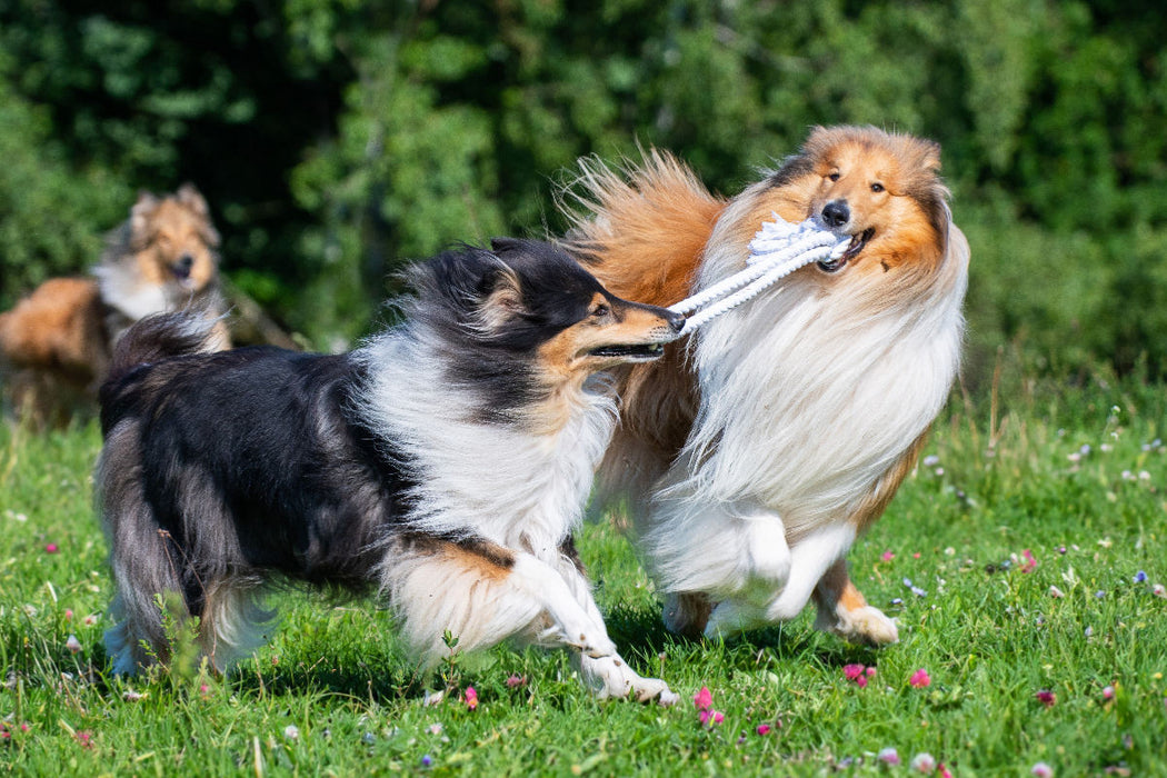 Premium Textil-Leinwand Collies sind verspielt