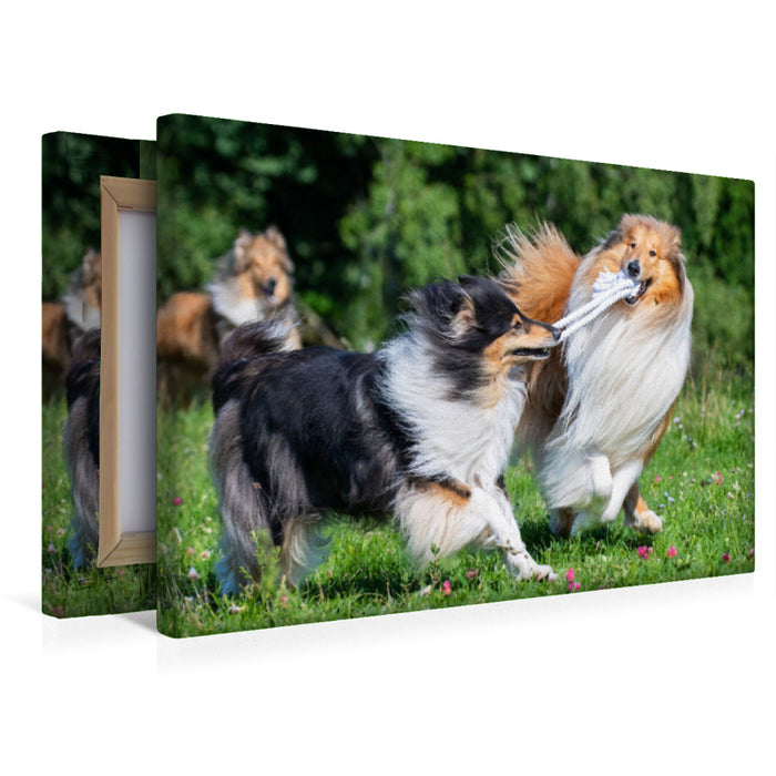 Premium Textil-Leinwand Collies sind verspielt