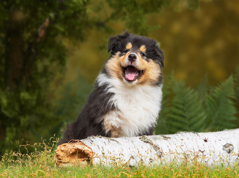 Kleiner Weltentdecker - ein Colliewelpe - CALVENDO Foto-Puzzle'