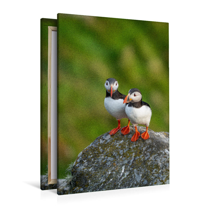 Premium Textil-Leinwand Ein Motiv aus dem Kalender Naturerlebnis Puffin