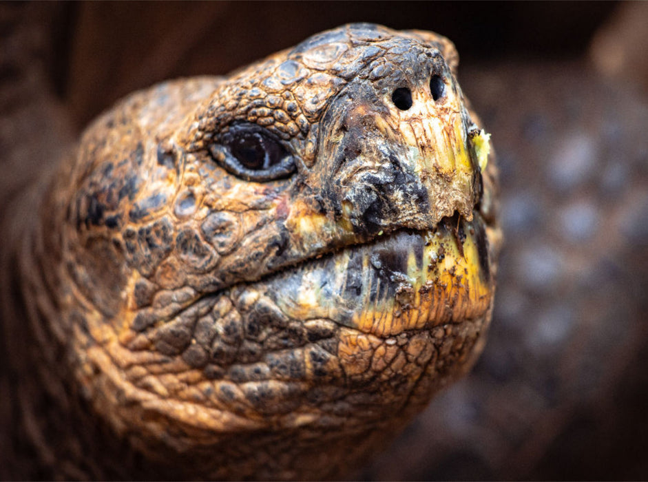Galapagos Riesenschildkröte - CALVENDO Foto-Puzzle'