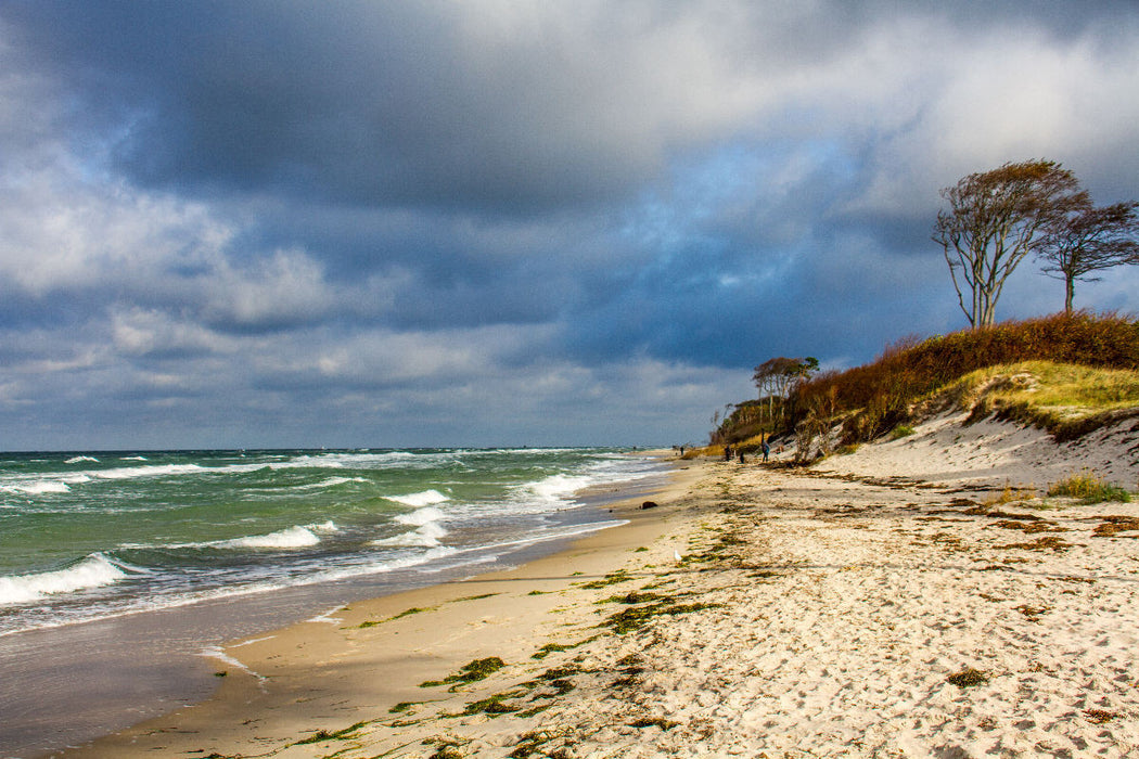 Premium Textil-Leinwand Der wilde Darßer Weststrand