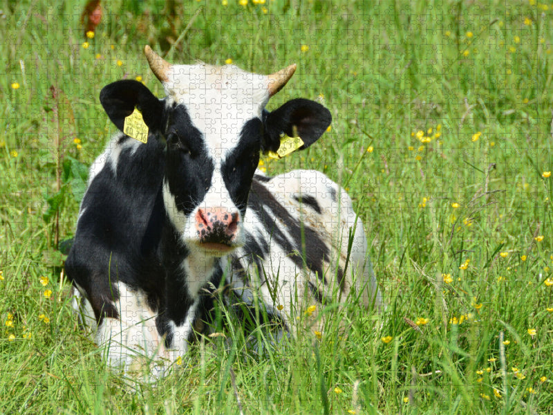 Nachwuchs in der Rinderherde - CALVENDO Foto-Puzzle'