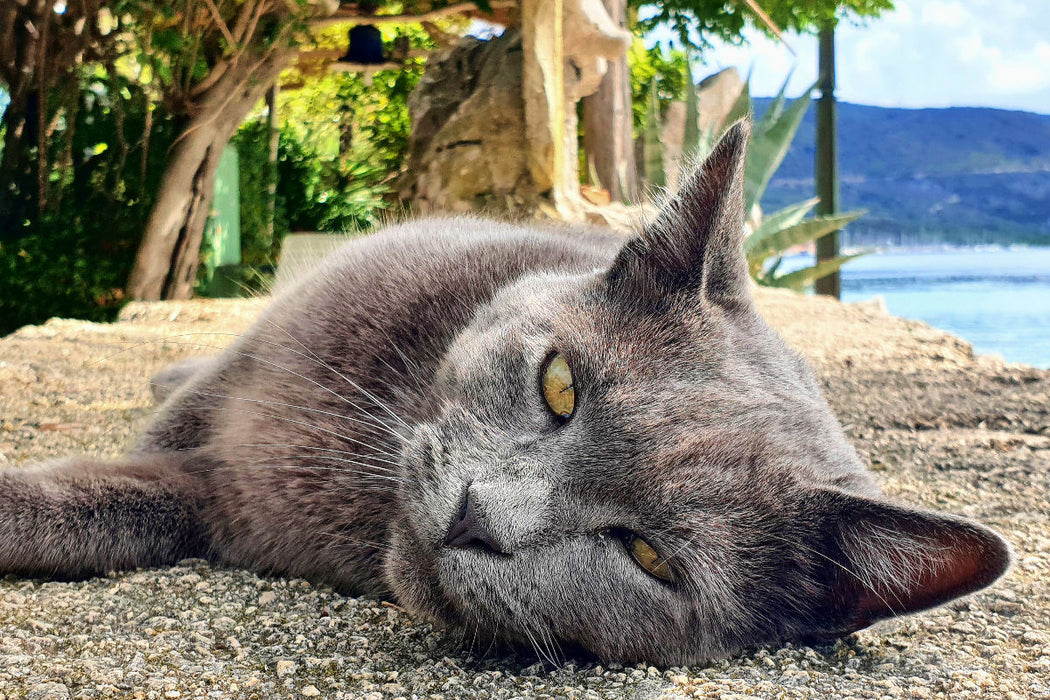 Premium textile canvas cat portrait on the island of Cres in Croatia 