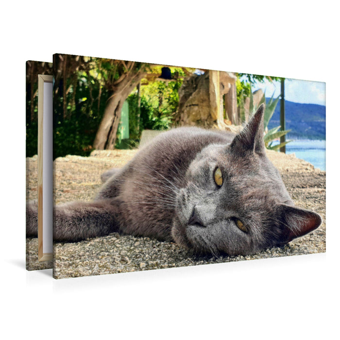 Premium textile canvas cat portrait on the island of Cres in Croatia 