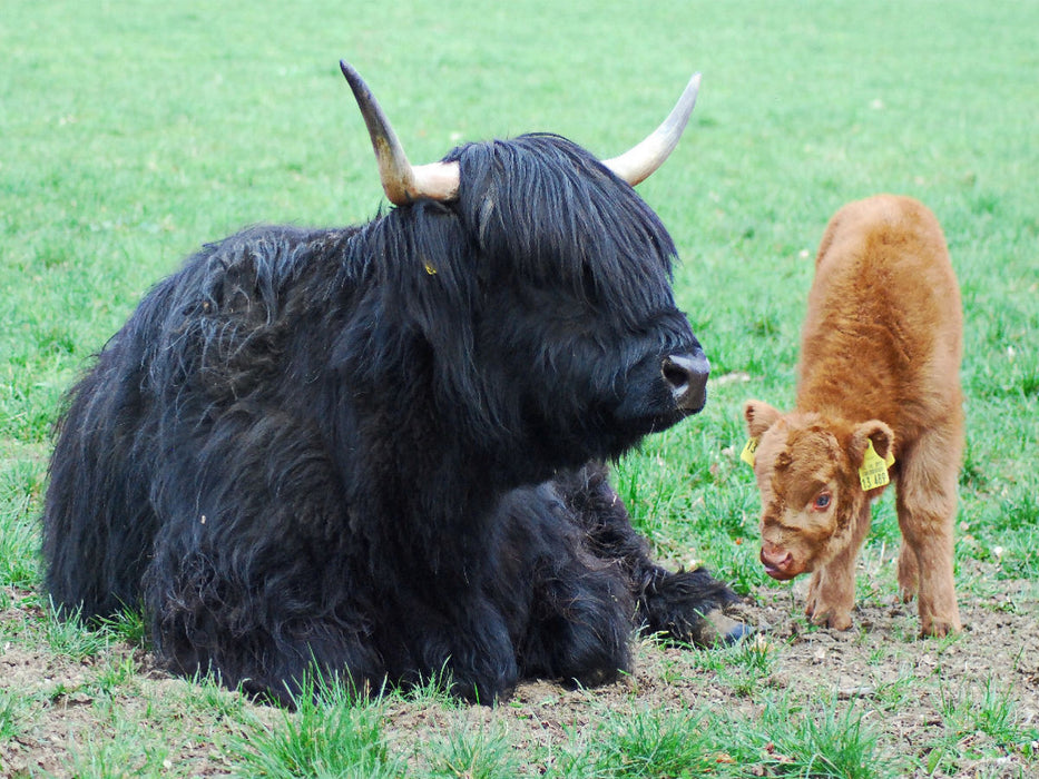 Dass eine Mutter mit schwarzem Fell ein braunes Kalb hat, ist keineswegs ungewöhnlich. - CALVENDO Foto-Puzzle'