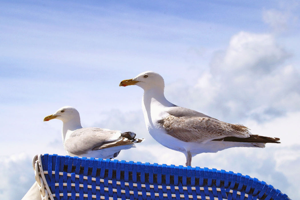 Premium Textil-Leinwand Möwen auf einem Strandkorb an der Ostsee