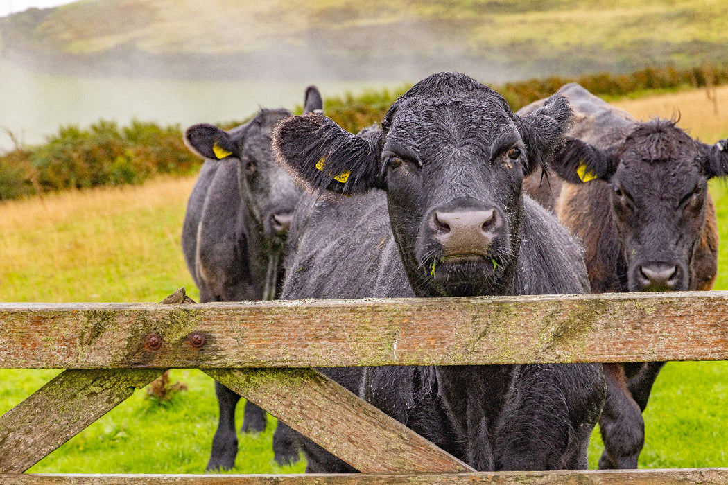 Premium Textil-Leinwand Kühe im Exmoor Nationalpark