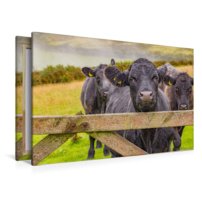 Premium Textil-Leinwand Kühe im Exmoor Nationalpark