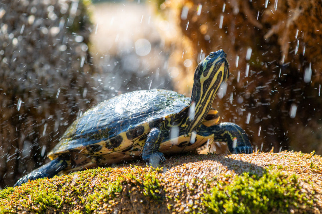 Premium Textil-Leinwand Gelbbauch-Schmuckschildkröte im Schildkrötenbrunnen in Šibenik