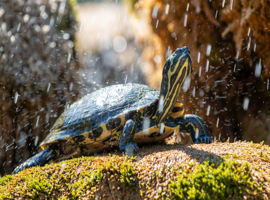 Gelbbauch-Schmuckschildkröte im Schildkrötenbrunnen in Šibenik - CALVENDO Foto-Puzzle'