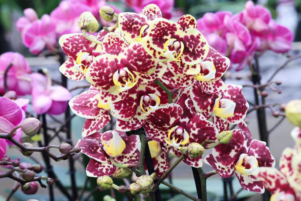 Premium Textil-Leinwand Schmetterlingsorchidee mit lebhaft roten Punkten