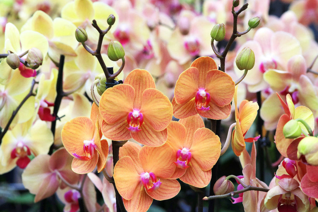 Premium Textil-Leinwand Schöne Schmetterlingsorchideen in harmonischen Farben