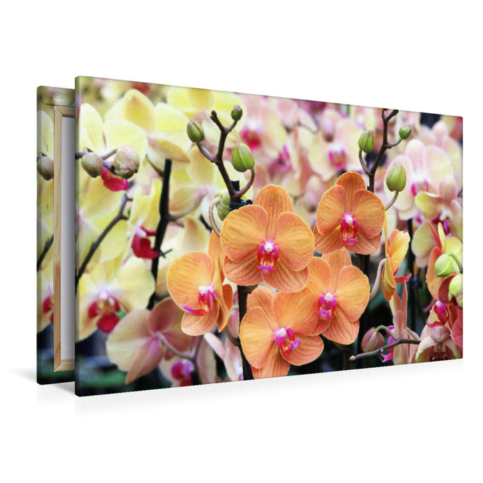 Premium Textil-Leinwand Schöne Schmetterlingsorchideen in harmonischen Farben