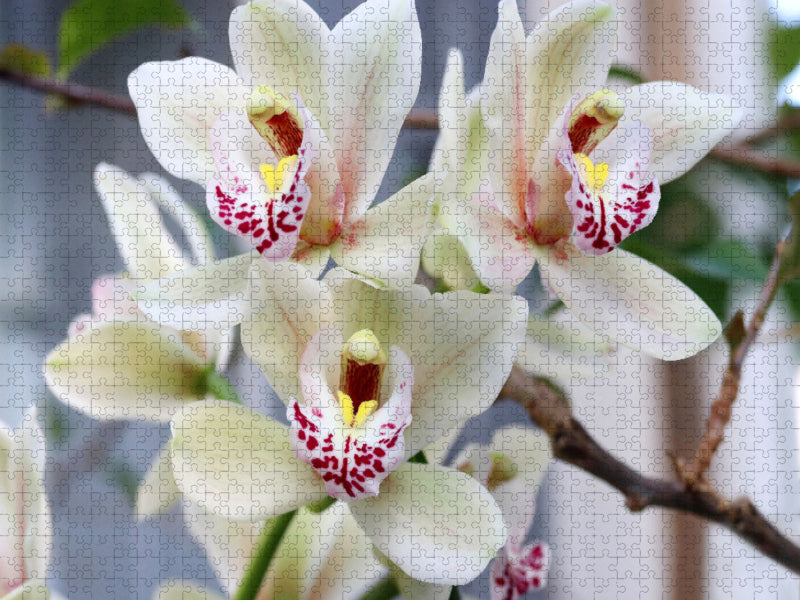 Zarte Kahnorchidee, Cymbidium - CALVENDO Foto-Puzzle'