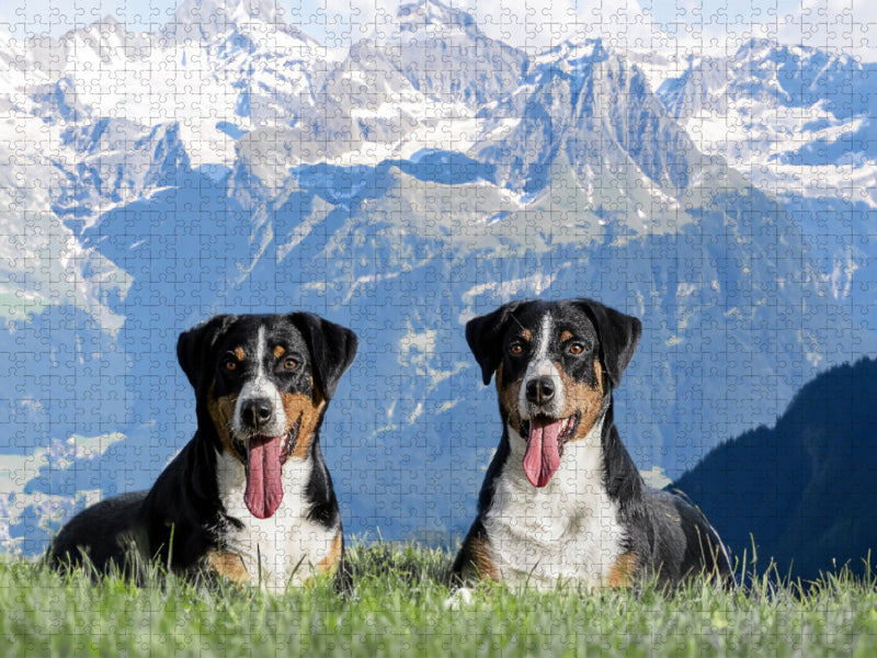 Appenzeller Hündinnen in der Schweizer Heimat - CALVENDO Foto-Puzzle'