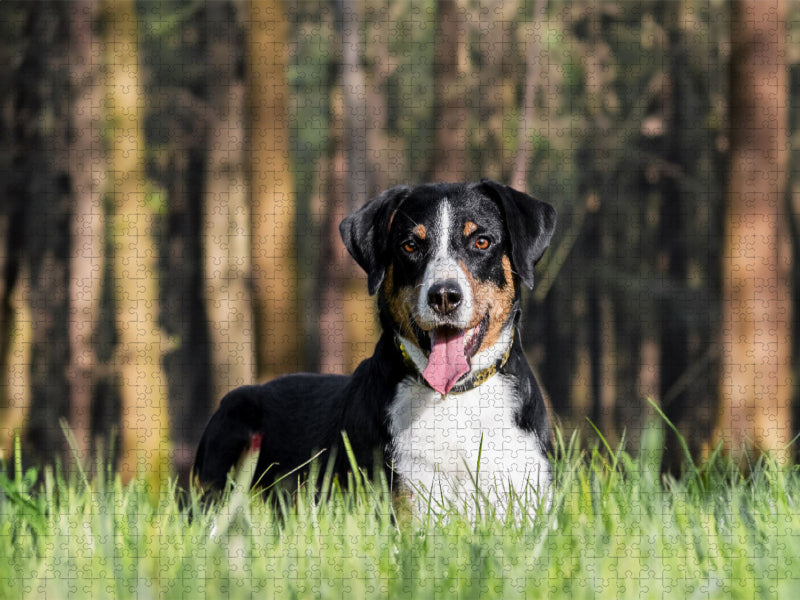 Im Wald - CALVENDO Foto-Puzzle'