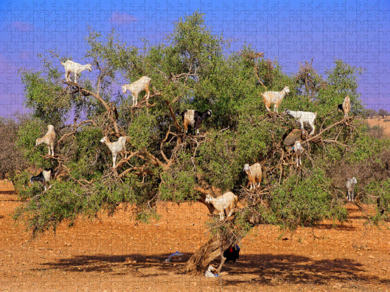 Ziegen auf Argan-Baum, bei Rabat/Marokko - CALVENDO Foto-Puzzle'