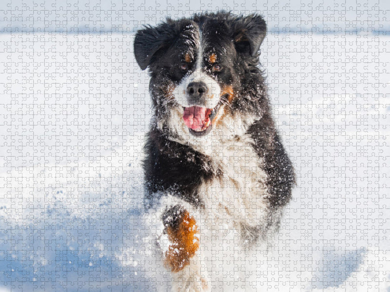 Berner Sennenhund in seinem Element - CALVENDO Foto-Puzzle'