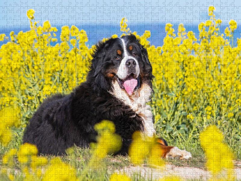 Berner Sennenhund auf dem Weg durch die Rapsfelder - CALVENDO Foto-Puzzle'