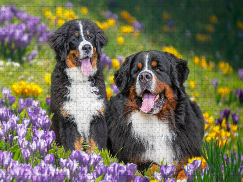 Berner Sennenhunde - Endlich Frühling - CALVENDO Foto-Puzzle'