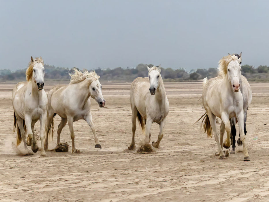 Ein Motiv aus dem Kalender Die wilden Pferde der Camargue - CALVENDO Foto-Puzzle'
