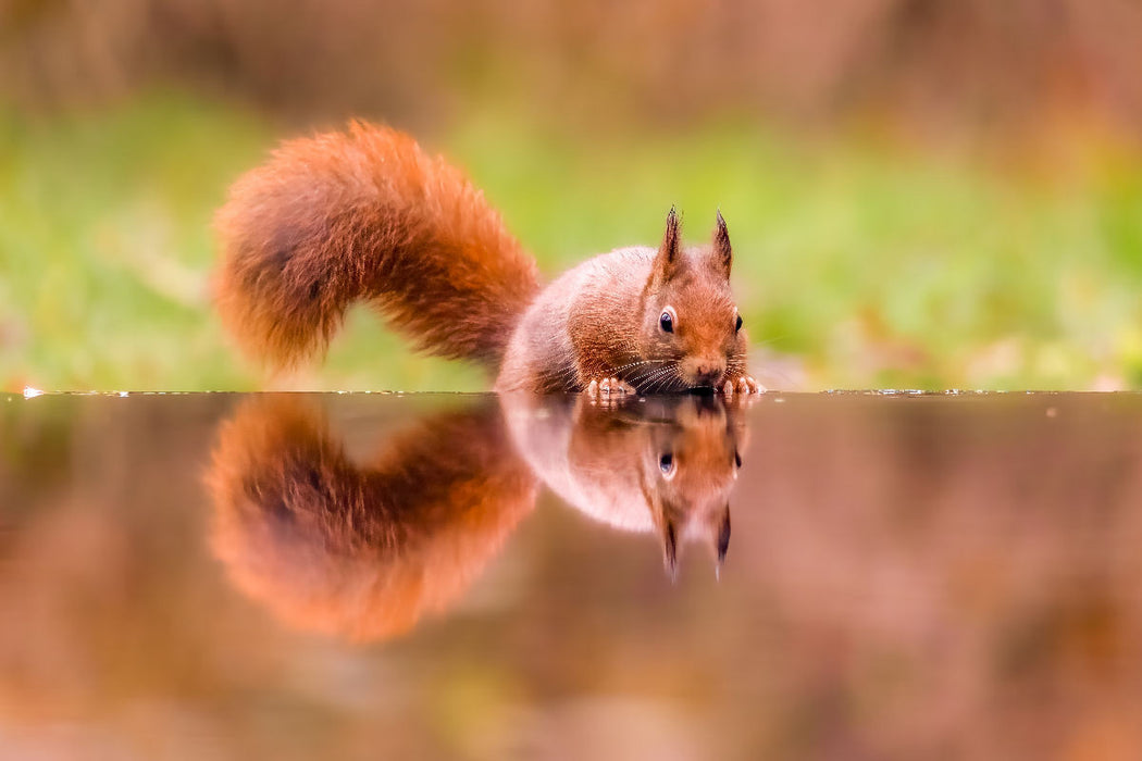 Premium Textil-Leinwand Eichhörnchen trinkt und spiegelt sich im Wasser
